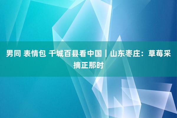 男同 表情包 千城百县看中国｜山东枣庄：草莓采摘正那时