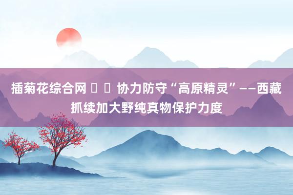 插菊花综合网 ‍‍协力防守“高原精灵”——西藏抓续加大野纯真物保护力度