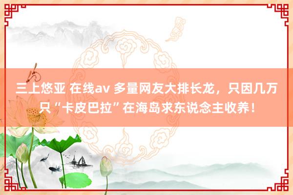 三上悠亚 在线av 多量网友大排长龙，只因几万只“卡皮巴拉”在海岛求东说念主收养！